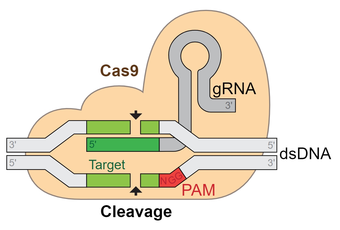    CRISPR-Cas9